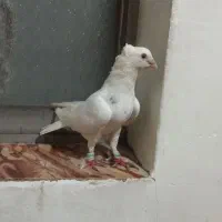 سفیدکاکولی نر