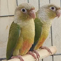 طوطی گرینچیک|پرنده|شیراز, شهرک قمشه|دیوار