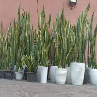 گل‌های آپارتمانی مناسب ترین گزینه برای کادو