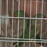 فروش دو عدد شاه طوطی نر کینگ سایز