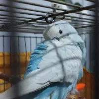 مرغ عشق گمشده