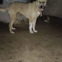 توله ماده افغان