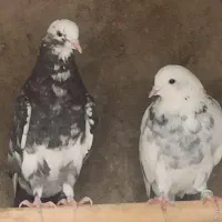 کفتر گنج بریکجا همه عالی و درجه یک