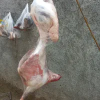 گوسفند زنده قپان گوشتی