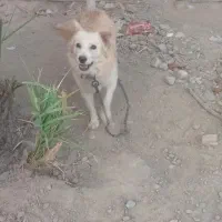 حیوان|سگ|جیرفت, |دیوار