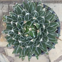 آگاو ویکتوریا