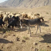 الاغ‌نر