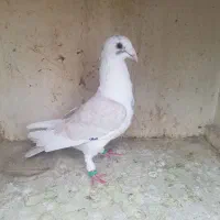 کفتر هما و سرکه ای