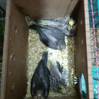 عروس هلندی و جوجه عروس هلندی|پرنده|سوسنگرد, |دیوار