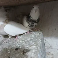 یک جفت طوقی .زمان جواب گوی ساعت ۷ شب ب بعد|پرنده|ملایر, |دیوار