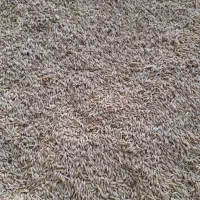 خریدار ۵ تن جو دیم و آبی هستم