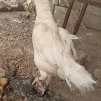 ماکیان بالغ نصل بالا|پرنده|سراوان, |دیوار