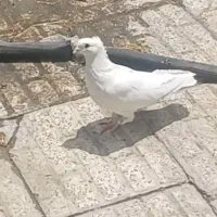 کبوتر گمشده هفشجان