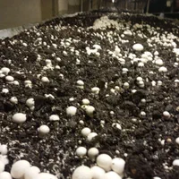 خدمات پرورش قارچ|خدمات آموزشی|ارومیه, |دیوار