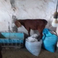 سلام سه بزغاله ماده بایک بز|حیوانات مزرعه|بیرجند, |دیوار