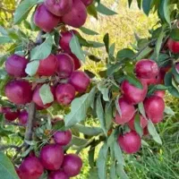 فروش نهالهای میوه|حراج|گنبد کاووس, |دیوار