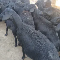 میش قره قزل اصیل یکدست جوان