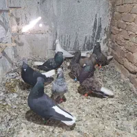 هفترنگ  دم سفید