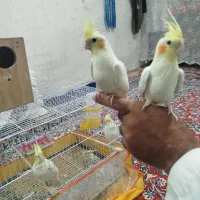 عروس هلندی