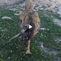 خروس لاری زیبا و خاص