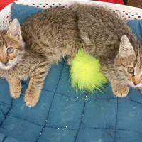 واگذاری بچه گربه ها