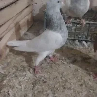 کبوتر کله ای مهر