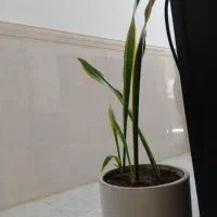 گل خانگی|گل و گیاه طبیعی|رباط‌کریم, منجیل آباد|دیوار