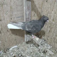 کفتر دم سفید جوجه|پرنده|نیشابور, باغرود|دیوار