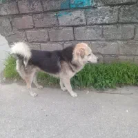 ژرمن و هاسکی شده این