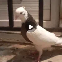 طوقی معاوضه