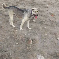 سگ عراقی ماده|سگ|تبریز, |دیوار