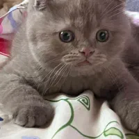 بچه گربه اسکاتیش