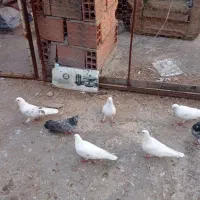 کبوتر|پرنده|نکا, |دیوار
