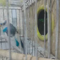 جفت مرغ عشق مولد