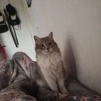 واگذاری گربه