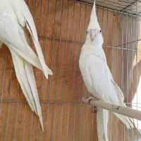عروس هلندی مولد