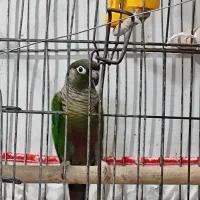 طوطی گرینچیگ مست مست حلقه دار سالونی