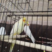 جفت عروس هلندی
