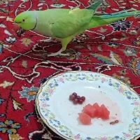 طوطی ملنگو نر سرحال ، بازیگوش
