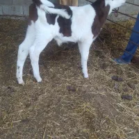 گوساله نر سیمینتال|حیوانات مزرعه|سیمین شهر, |دیوار