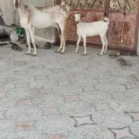 نری شهری چاق چلمپ و کهره با بچه ماده داشتی چاق|حیوانات مزرعه|قشم, |دیوار