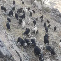 فروش ۴۰عددبز گون ۳عددبعده تخمی ۱۴عددتیشتر|حیوانات مزرعه|ایذه, |دیوار