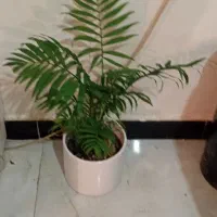 گلهای زیبای من|گل و گیاه طبیعی|خرم‌آباد, |دیوار