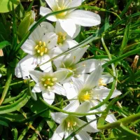 فروش فوری یک قطعه زمین ماشمیان