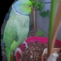 طوطی ملنگو رام سخنگو