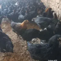 جوجه مرغ گلپایگانی|پرنده|ایلام, |دیوار