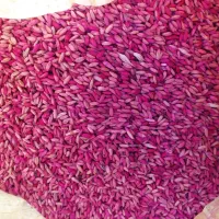 گندم بذر|خدمات باغبانی و درختکاری|دهگلان, |دیوار