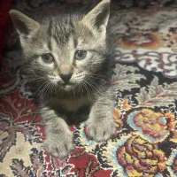 واگذاری بچه گربه|گربه|شهریار, شهریار|دیوار