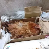 مرغ کرچ