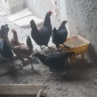 معامله مرغ با جوجه هاش با کبوتر در شهر خورموج|پرنده|خورموج, |دیوار